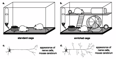 mouse-experiment