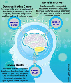 brain-devt-back-to-front